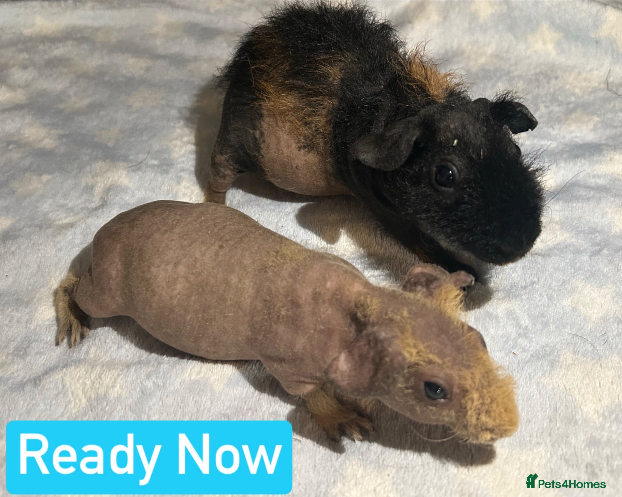 Guinea Pig rodents Skinny Pig Boars  - Advert 1