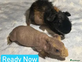 Guinea Pig rodents Skinny Pig Boars - Advert 1