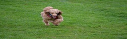 Standard Poodle dogs for sale: Beautiful standard poodle puppies - Advert 21