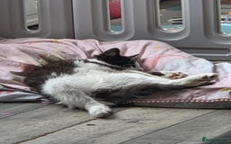 Maine Coon cats for sale: Beautiful Bonded Sisters - Image 15