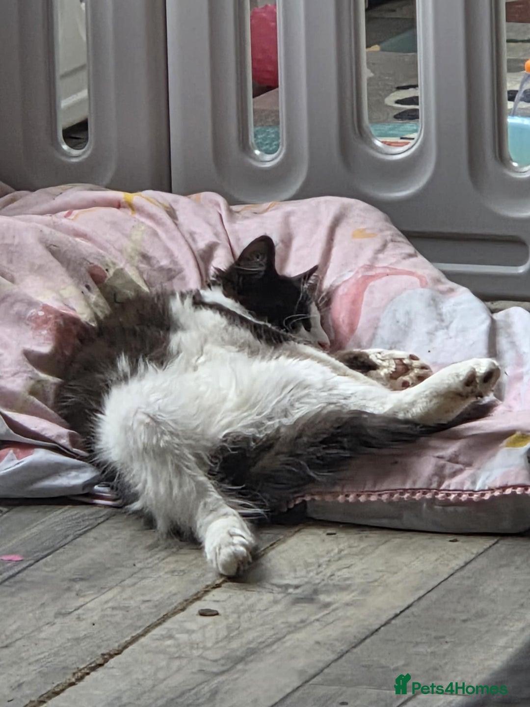 Maine Coon cats for sale: Beautiful Bonded Sisters - Image 15