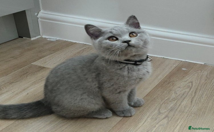 British Shorthair cats - Advert 11
