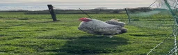 Chickens poultry for sale: Orpington Cockerels  - Advert 4