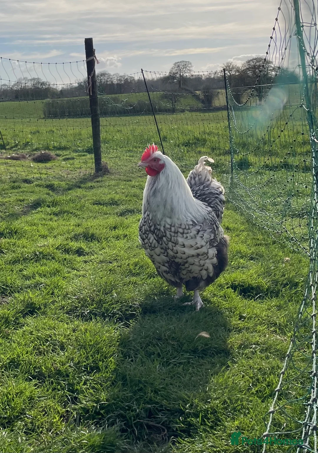 Chickens poultry for sale: Orpington Cockerels  - Advert 4