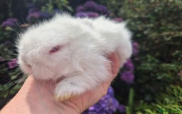 Angora rabbits for sale: 🧡Teddydwerg babies- Imported parents🧡 - Image 6