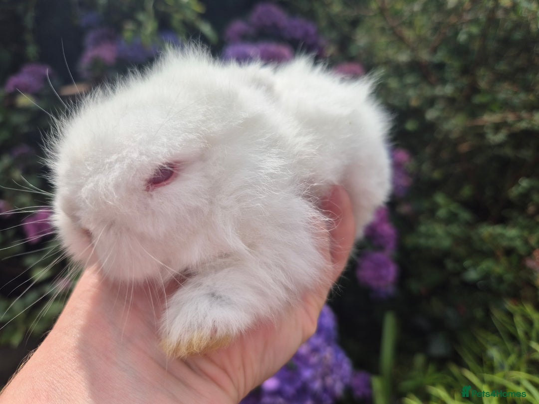 Angora rabbits for sale: 🧡Teddydwerg babies- Imported parents🧡 - Image 6