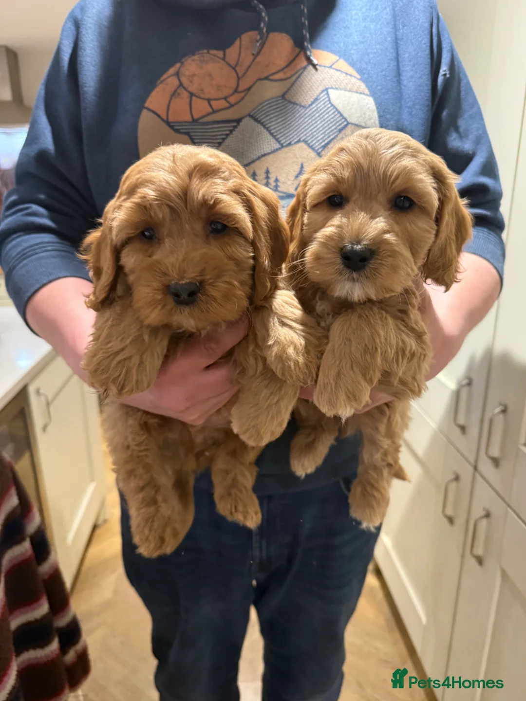 Cockapoo dogs for sale: Ready Now! F1 cockapoo - Advert 1