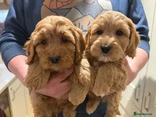 Cockapoo dogs Ready Now! F1 cockapoo - Advert 1