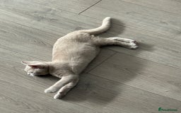 British Shorthair cats for sale: Beautiful British ShortHair Rare Fawn - Advert 2