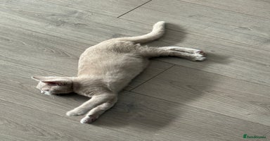 British Shorthair cats Beautiful British ShortHair Rare Fawn - Advert 4