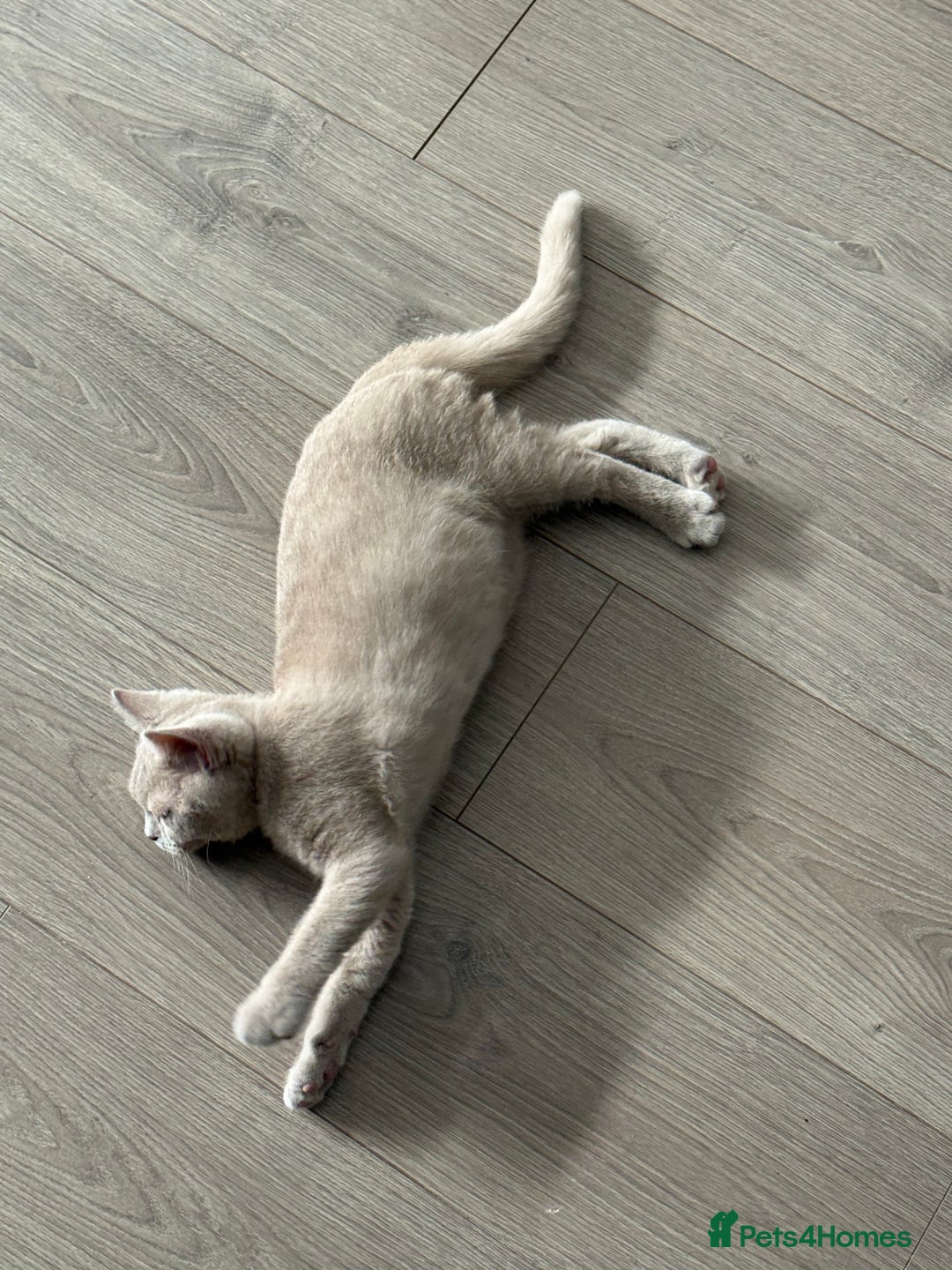 British Shorthair cats for sale: Beautiful British ShortHair Rare Fawn - Advert 2