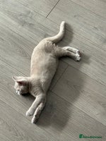 British Shorthair cats Beautiful British ShortHair Rare Fawn - Advert 5