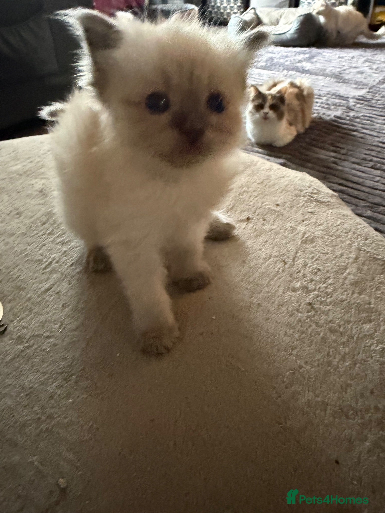 Ragdoll cats Ragdoll kitten beautiful fluffy girl  - Advert 1