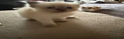 Ragdoll cats for sale: Ragdoll kitten beautiful fluffy girl  - Advert 1