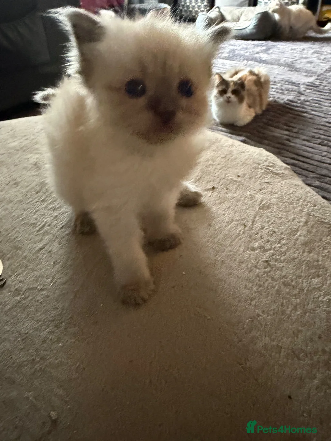 Ragdoll cats for sale: Ragdoll kitten beautiful fluffy girl  - Advert 1