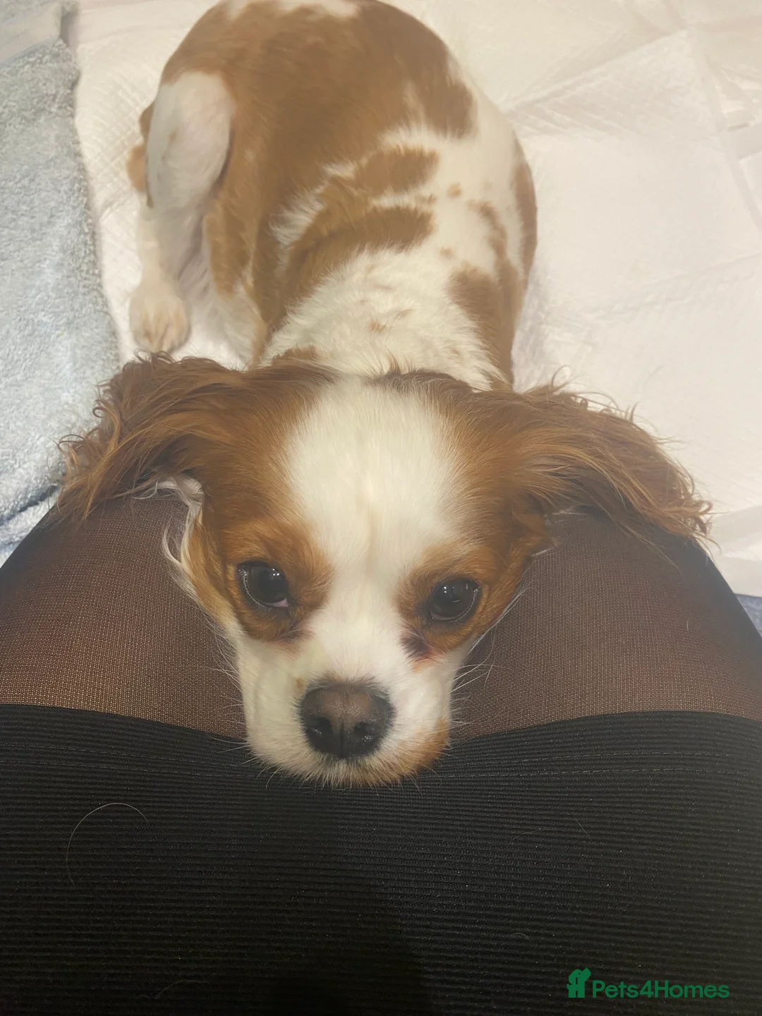 Cavalier King Charles Spaniel dogs for sale: Cavalier King Charles Spaniel boy - Advert 17