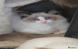 Ragdoll cats for sale: 3 full pedigree Ragdolls  - Image 7