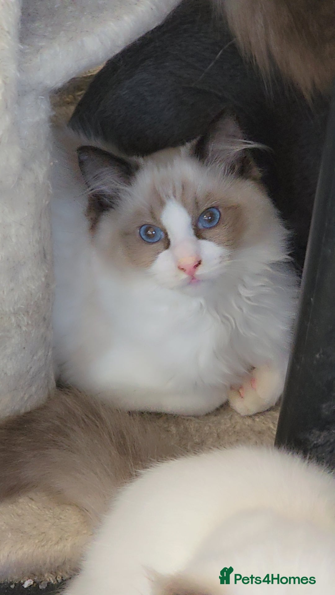 Ragdoll cats for sale: 3 full pedigree Ragdolls  - Image 7