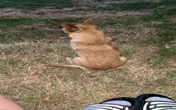 Mixed Breed dogs for sale: Chihuahua puppies  - Image 8