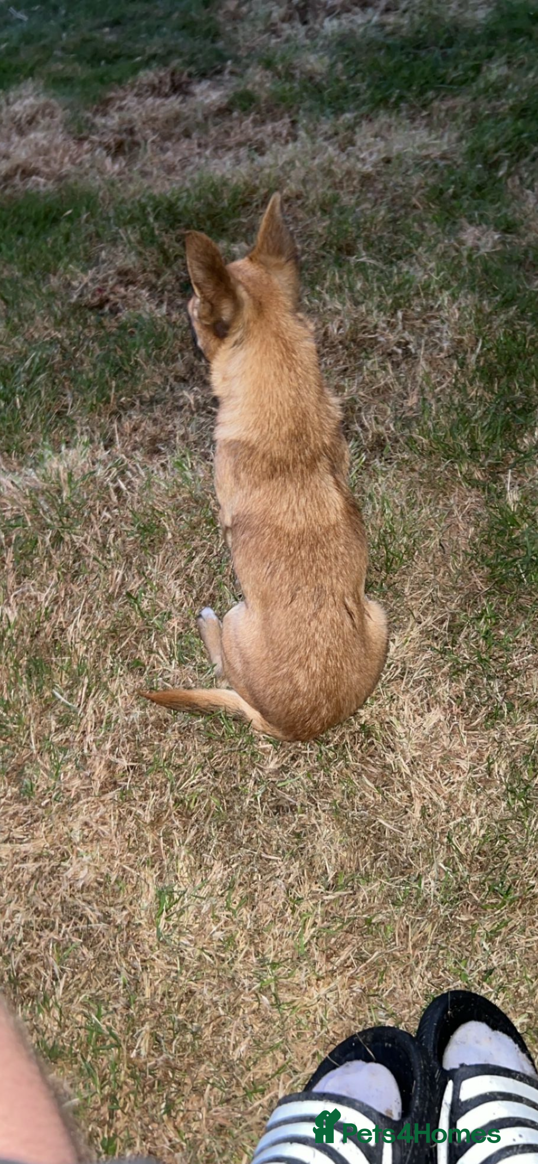 Mixed Breed dogs for sale: Chihuahua puppies  - Image 8