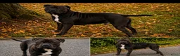 Staffordshire Bull Terrier dogs for stud: Staffordshire bull terrier  - Advert 3