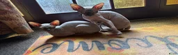 Sphynx cats for sale: Two Sphynx Boys Looking for Their Forever Home ❤️ - Advert 2