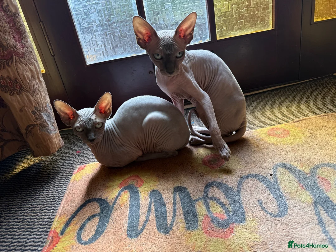 Sphynx cats for sale: Two Sphynx Boys Looking for Their Forever Home ❤️ - Advert 2