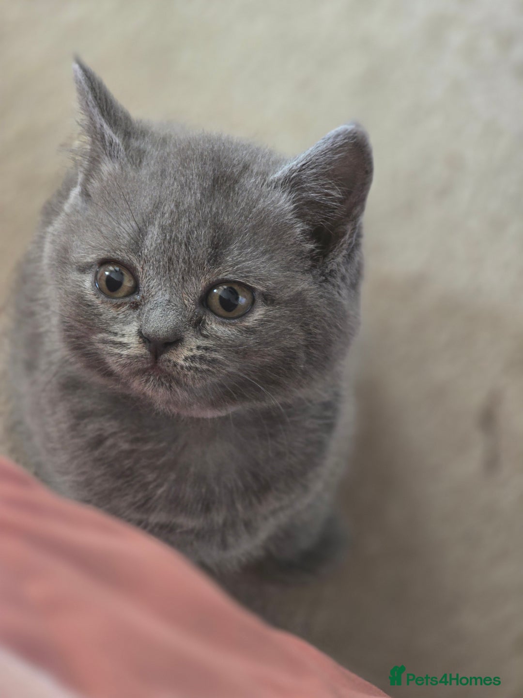 British Shorthair cats for sale: British shorthair  - Image 10