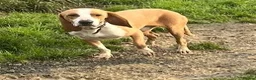 Mixed Breed dogs for adoption: Txiru  in Alfreton - Advert 5