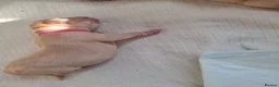 Labrador Retriever dogs for sale: Beautiful Kennel Club Registered Labrador Puppies in Ayr - Advert 17
