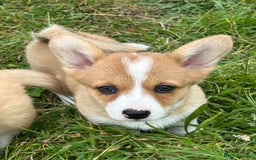 Welsh Corgi Pembroke dogs for sale: Beautiful Pembroke Corgi Pups - Image 3