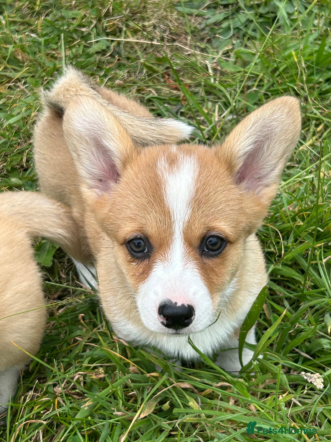Welsh Corgi Pembroke dogs for sale: Beautiful Pembroke Corgi Pups - Image 3