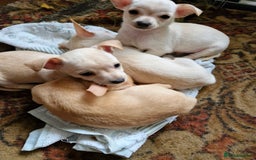 Chihuahua dogs for sale: 4 beautiful chihuahua pups  - Image 4