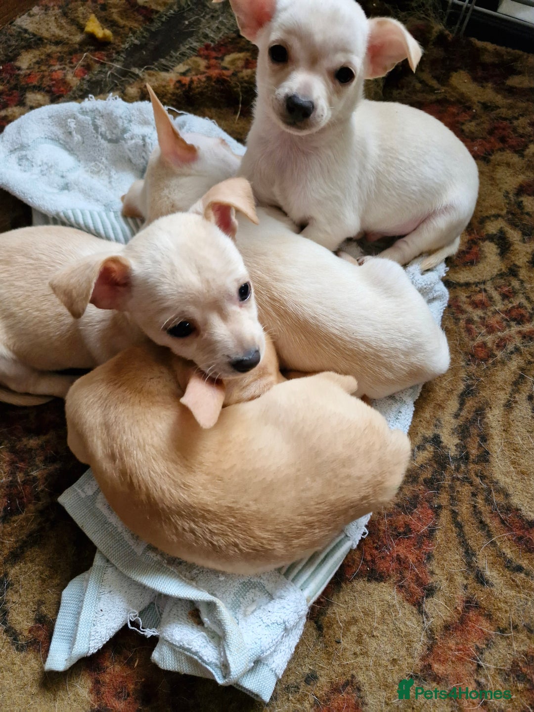 Chihuahua dogs for sale: 4 beautiful chihuahua pups  - Image 4