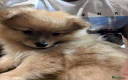 Pomeranian dogs for sale: 2 LEFT!! Purebred Cute fluffy Pomeranian Puppies! - Image 17