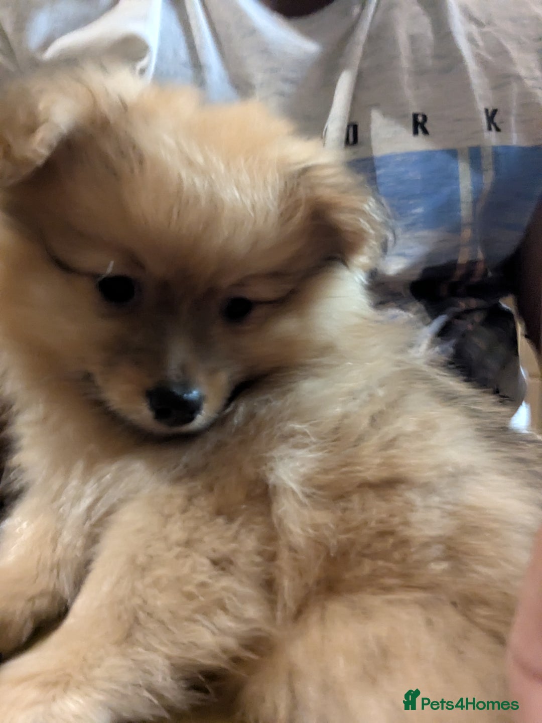 Pomeranian dogs for sale: 2 LEFT!! Purebred Cute fluffy Pomeranian Puppies! - Image 17