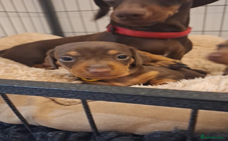 Miniature Dachshund dogs - Advert 8