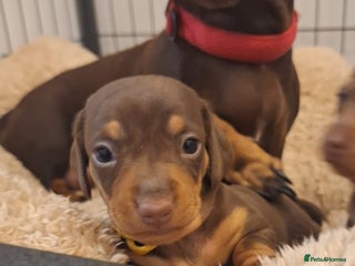 Miniature Dachshund dogs - Advert 23