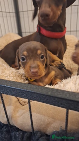 Miniature Dachshund dogs - Advert 2