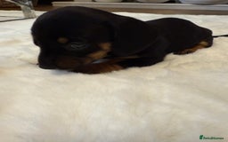 Dachshund dogs for sale: Dachshunds for sale   - Image 25