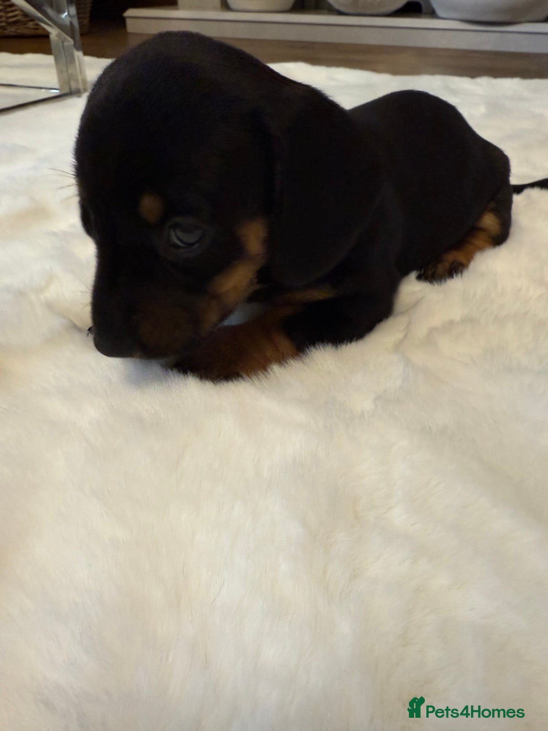 Dachshund dogs for sale: Dachshunds for sale   - Image 25