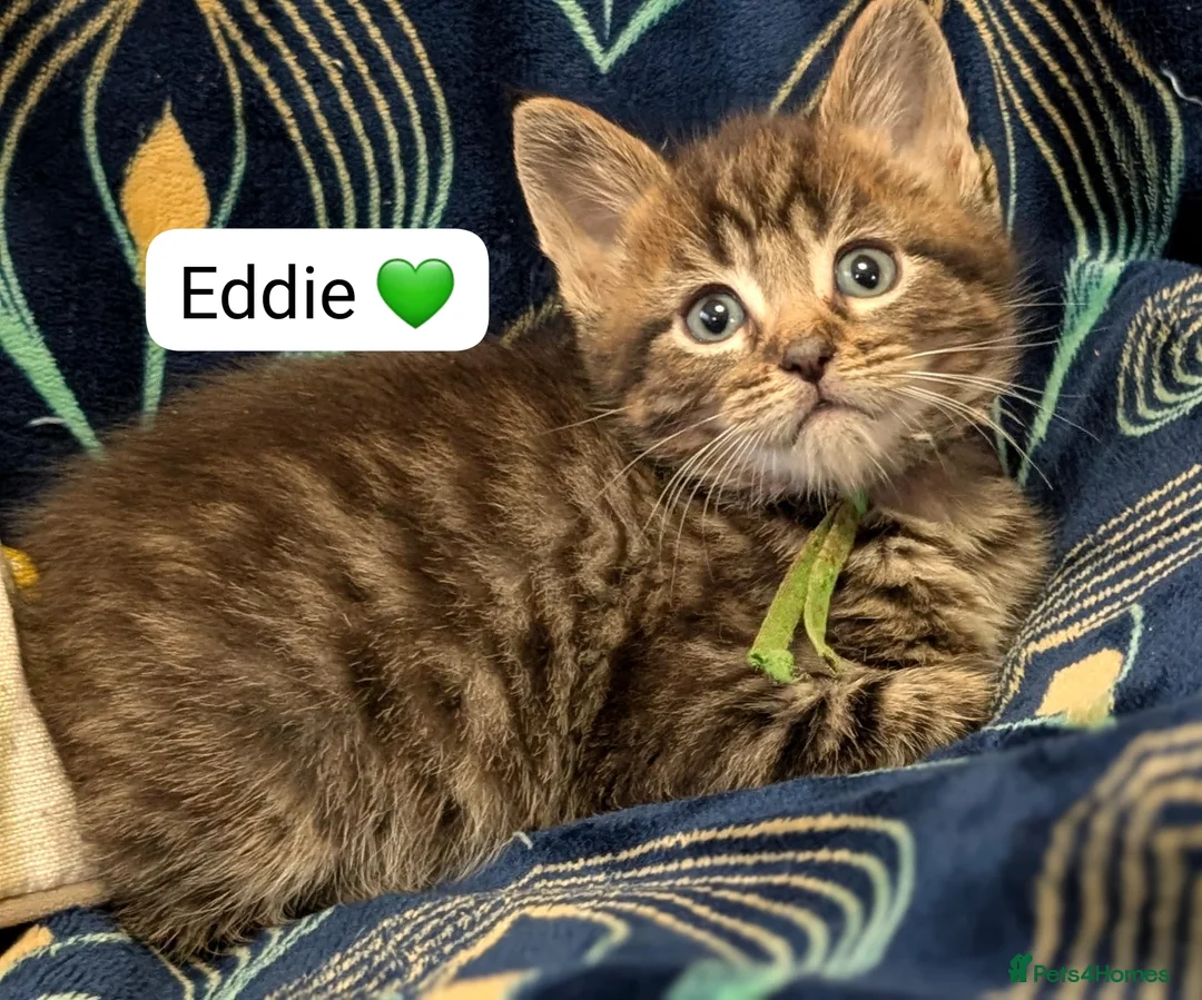 Maine Coon cats for sale: Maine Coon Cross Kittens - Advert 2