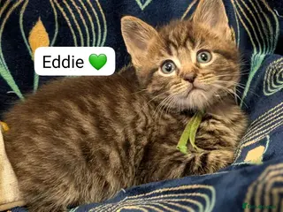 Maine Coon cats Maine Coon Cross Kittens only 2 left - Advert 11