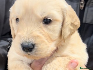 Goldendoodle dogs Gorgeous F1 Golden Doodles ❤️ - Advert 6