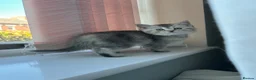 Scottish Fold cats for sale: Little buddies ready forever home  - Advert 12