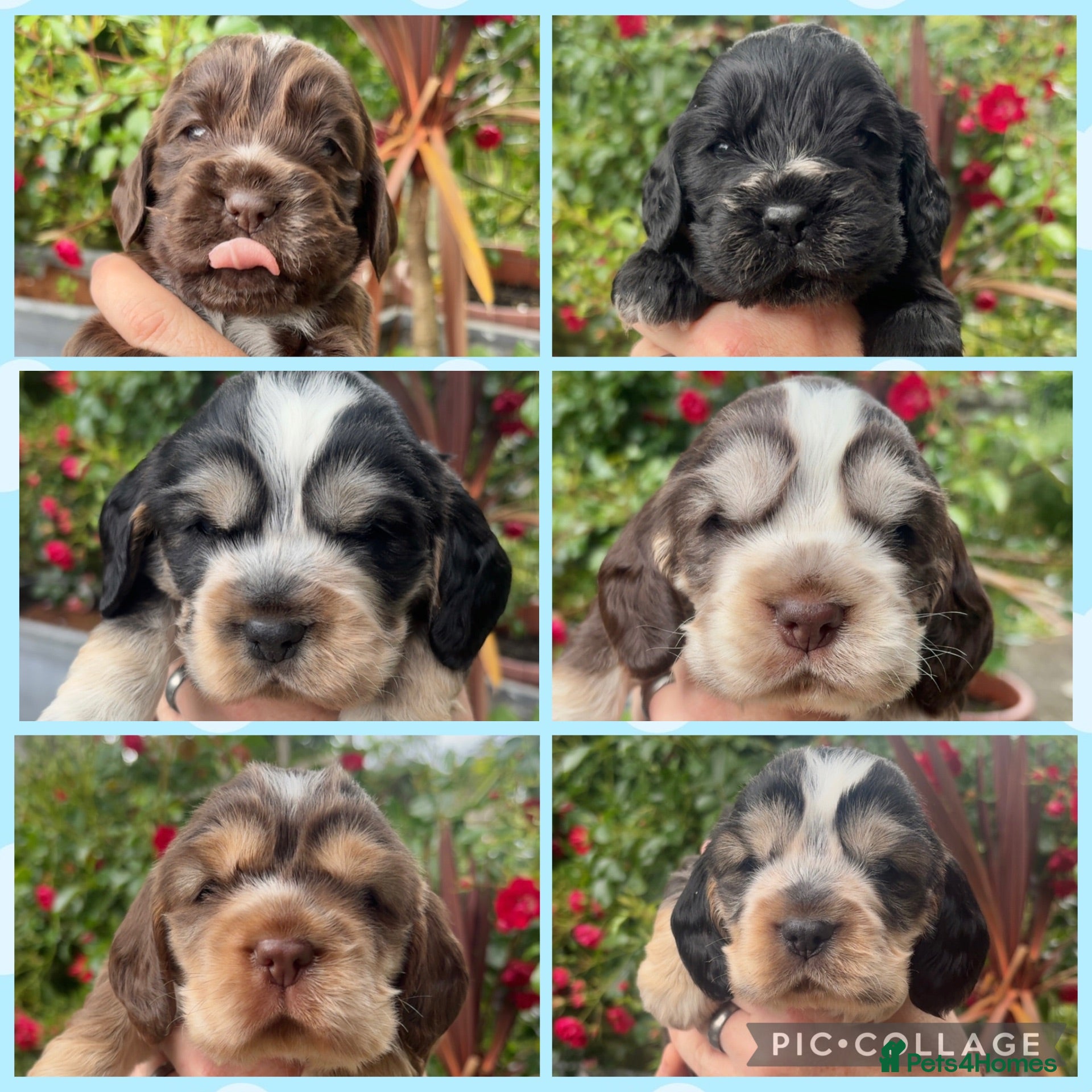 Cocker Spaniel dogs KC registered show type cocker spaniels  - Advert 18