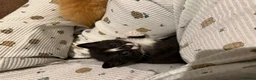 Mixed Breed cats for sale: 4 babys looking for a loving home  - Advert 2