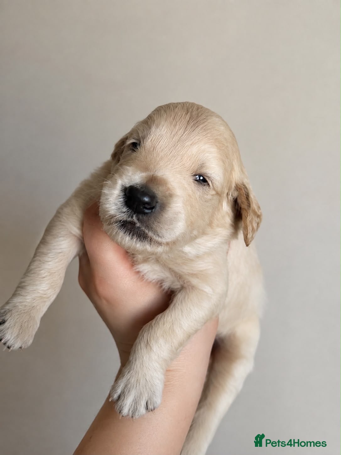 Goldendoodle dogs Beautiful Goldendoodles puppies  - Advert 2
