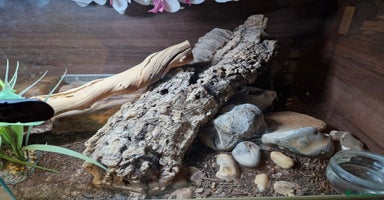 Leopard Gecko reptiles - Advert 4