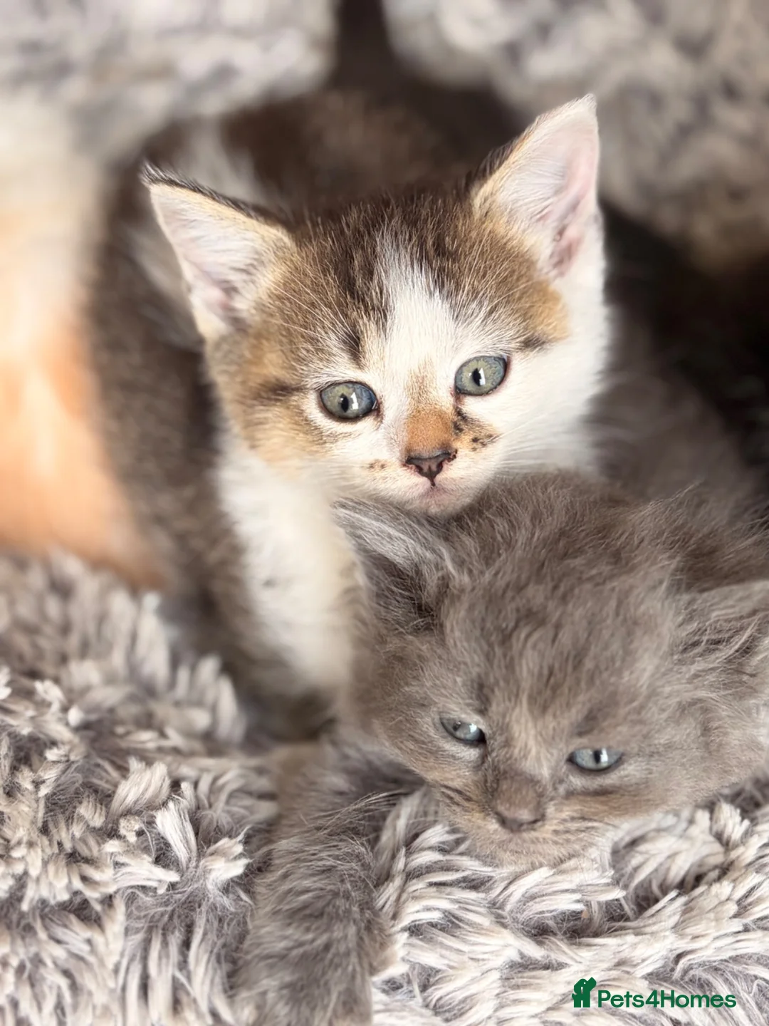 Scottish Fold cats for sale: GORGEOUS SCOTTISH FOLD X EXOTIC PERSIAN KITTENS - Advert 1